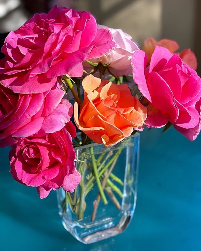 #garden #roses in #morning #sunlight 🧡💚❤️💙 #color #designinsporation