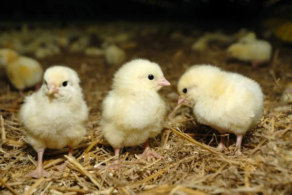 chicks-3in.jpg