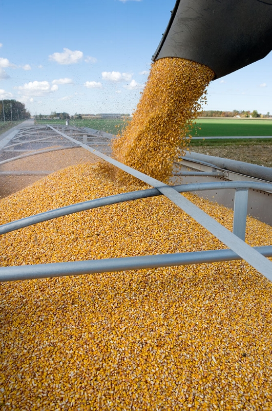 corn harvest wagon-w.jpg