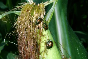 Figure 1. Japanese beetles on field corn (Photo: Ric Bessin, UK).