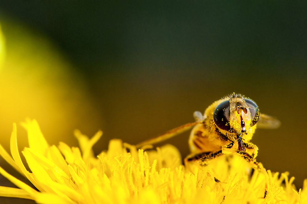 bee pollen-1000.jpg