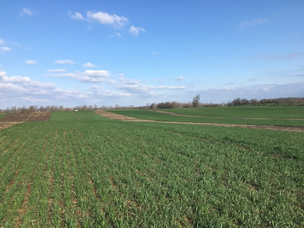 Rye cover crop test plot on Preston farm in Hardin Co.