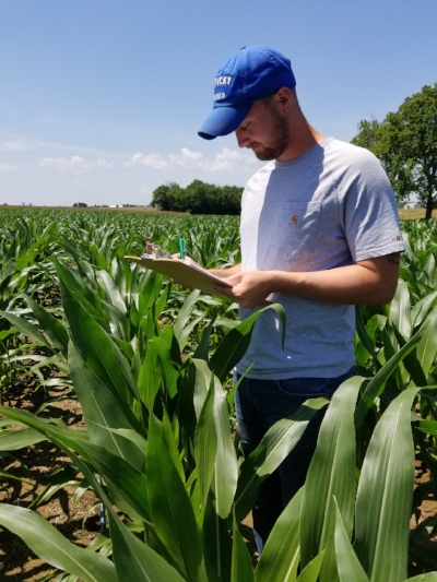 Ph.D. student Dan Quinn evaluates corn response to nitrogen following the rye cover crop.