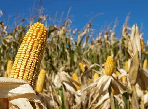 corn.jpg
