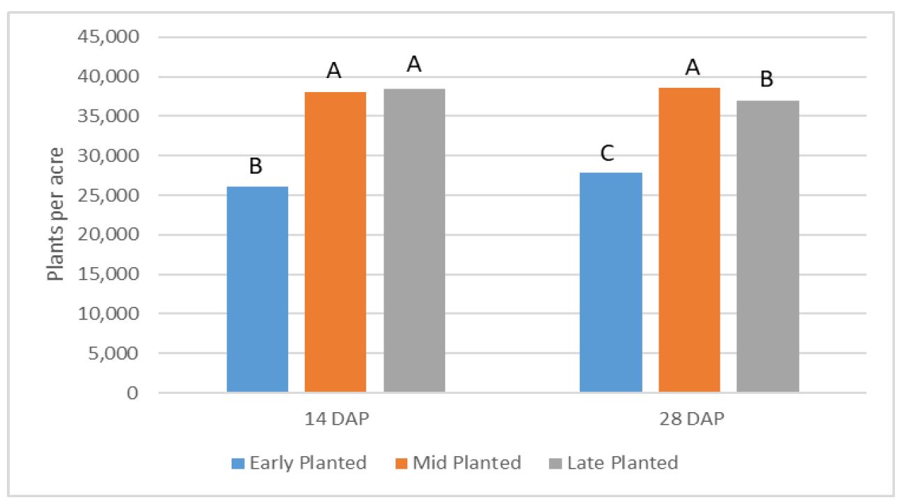 Figure 1. Impact of planting date on plant stand in plants per acre 14 and 28 days after planting (DAP). Columns with different letters indicates that values are significantly different within stand date at the P = 0.05 level.