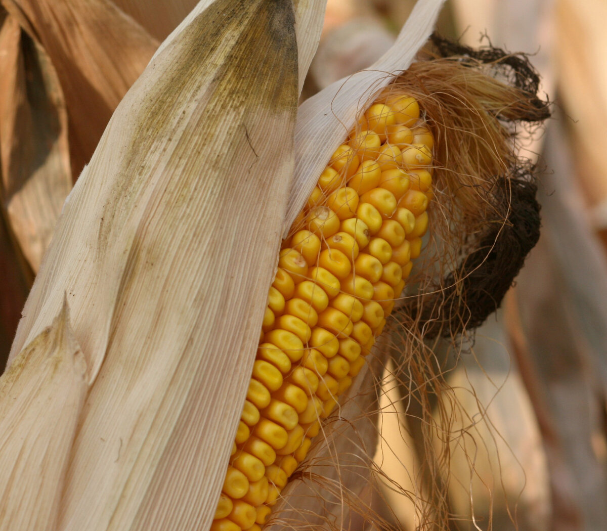 National Corn Yield Contest Winners Announced