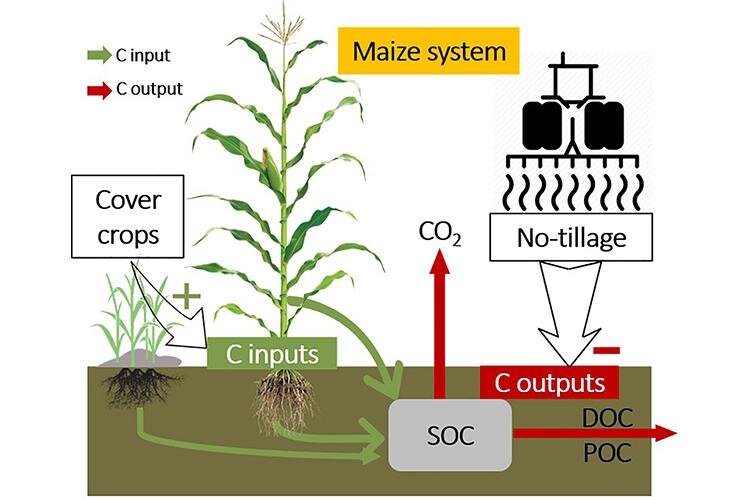 Using an improved agroecosystem modeling approach and field observations, UK scientists found that long-term no-tillage together with cover crops would significantly enhance soil carbon sequestration in the context of climate change, gaining many mo…