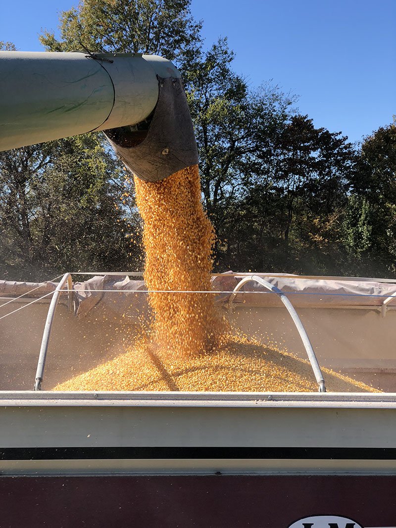2022 Kentucky Corn Yield Contest Winners Announced