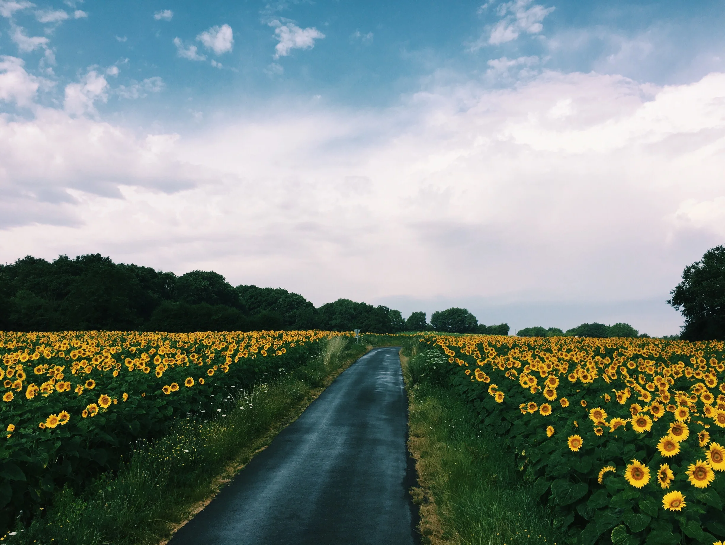Fields of Gold