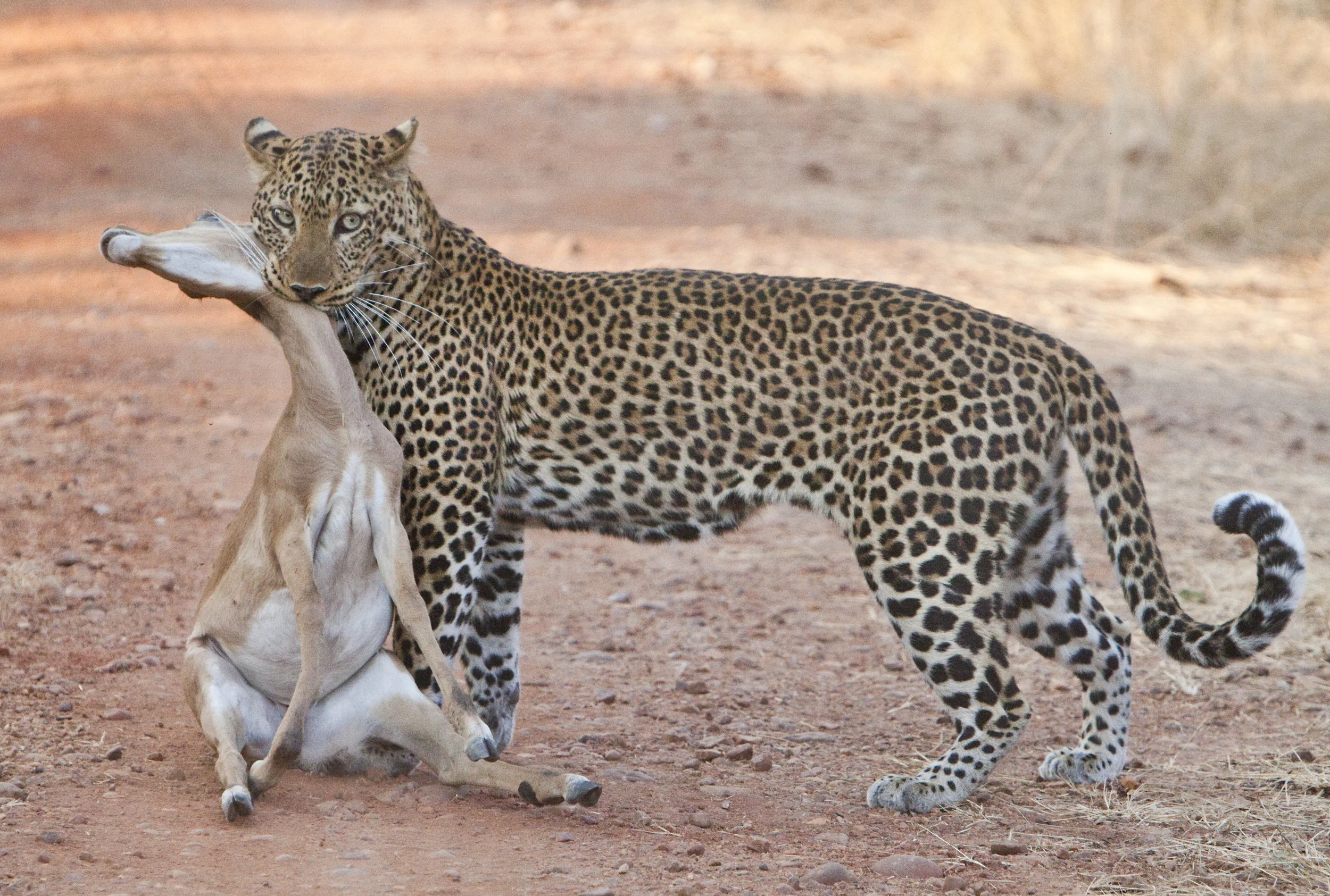 zambia0007.jpg