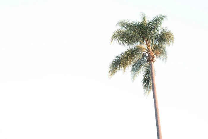 San_Diego_Branding_1_550.jpg
