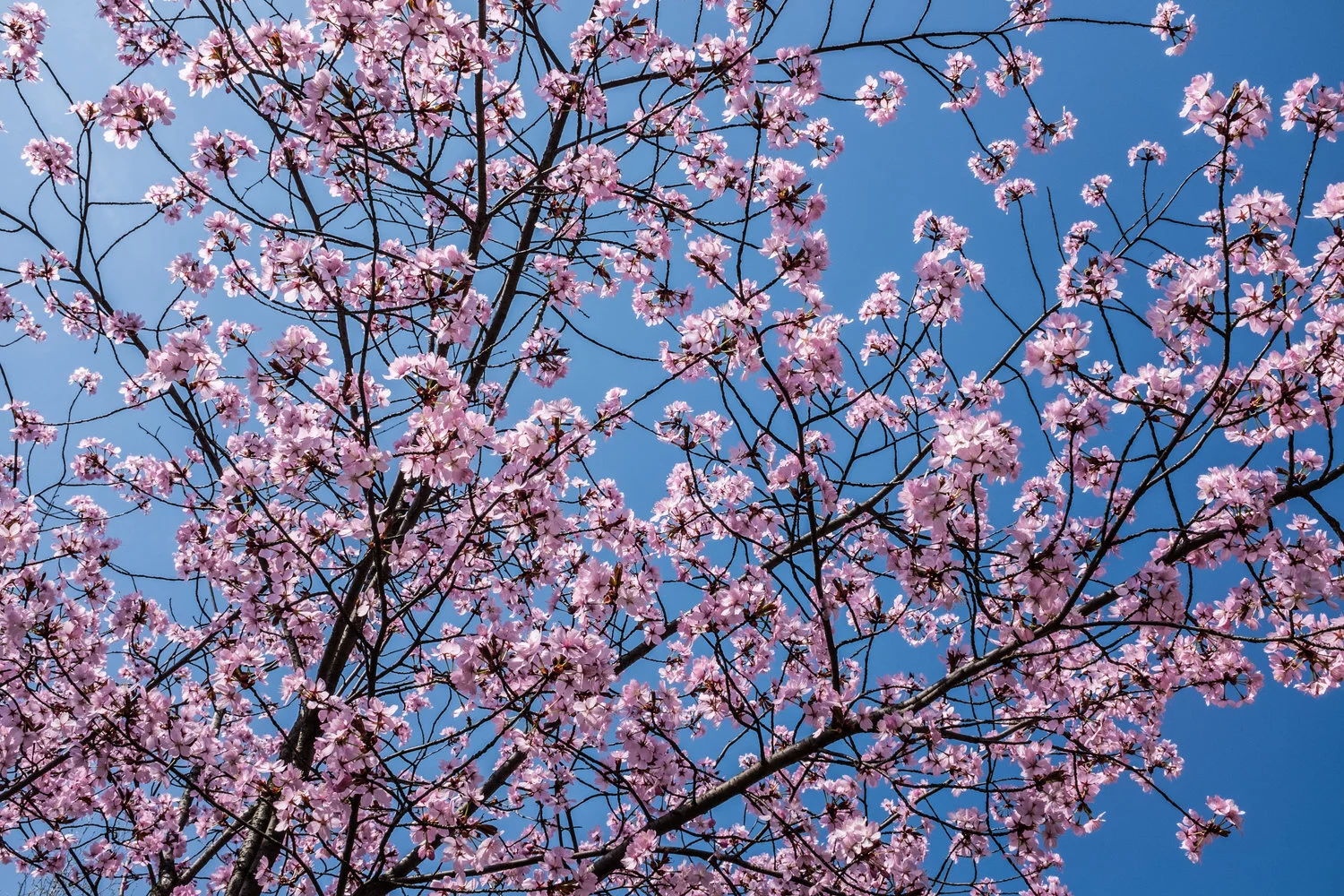 Japanese Cherry Blossom 