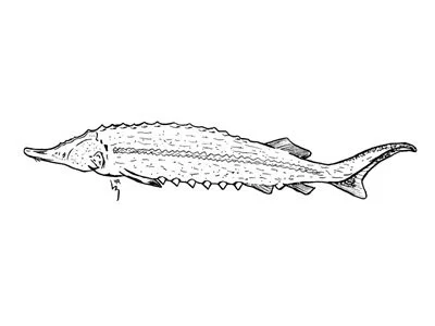 The story behind the sturgeon (and other ink drawings)