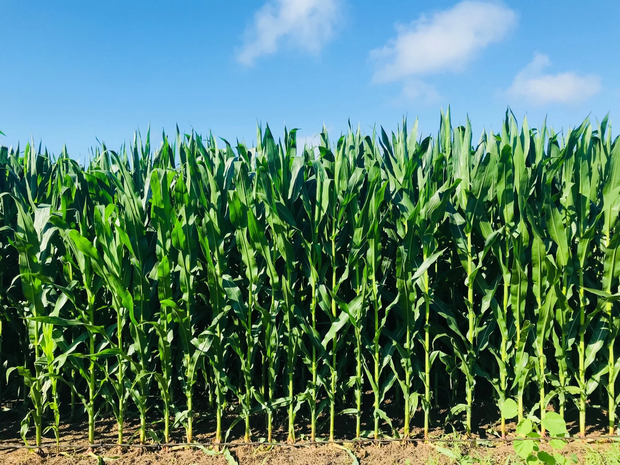 Corn.jpeg
