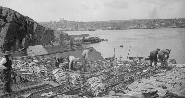 Fisherman drying cod in St. Johns, Newfoundland, c. 1900.