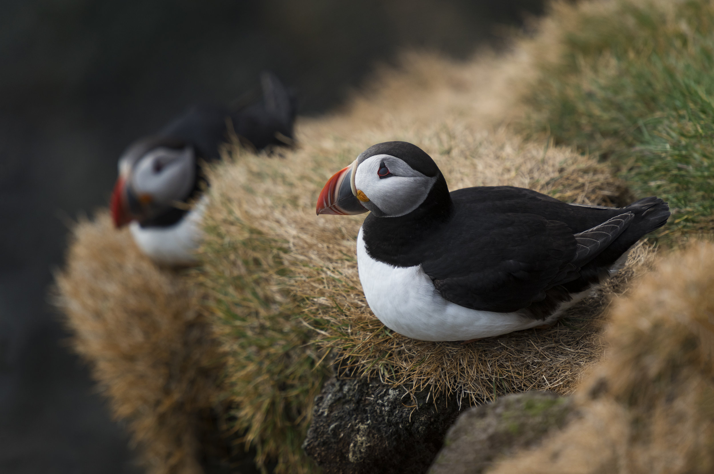 Puffin I