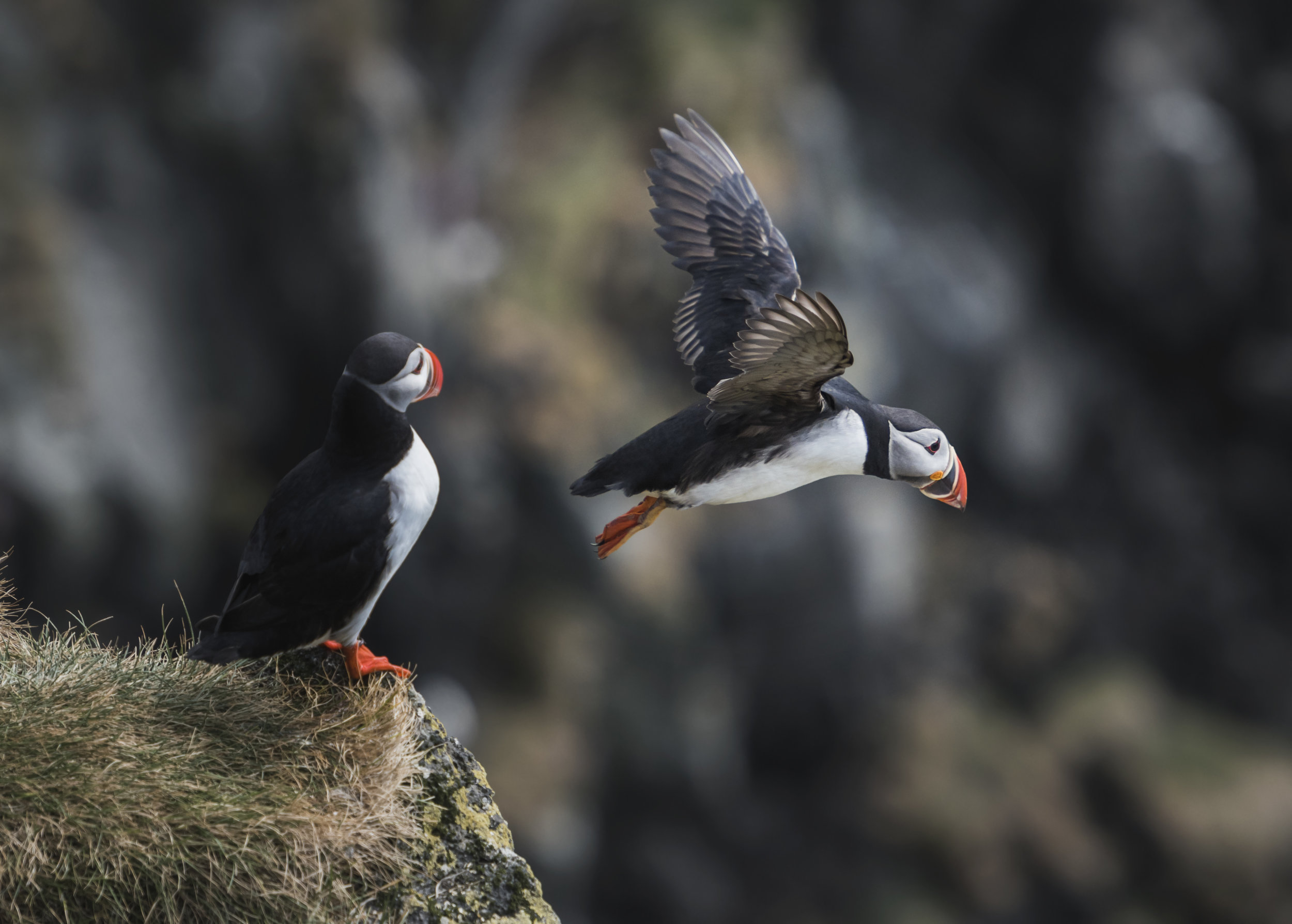 Puffin III