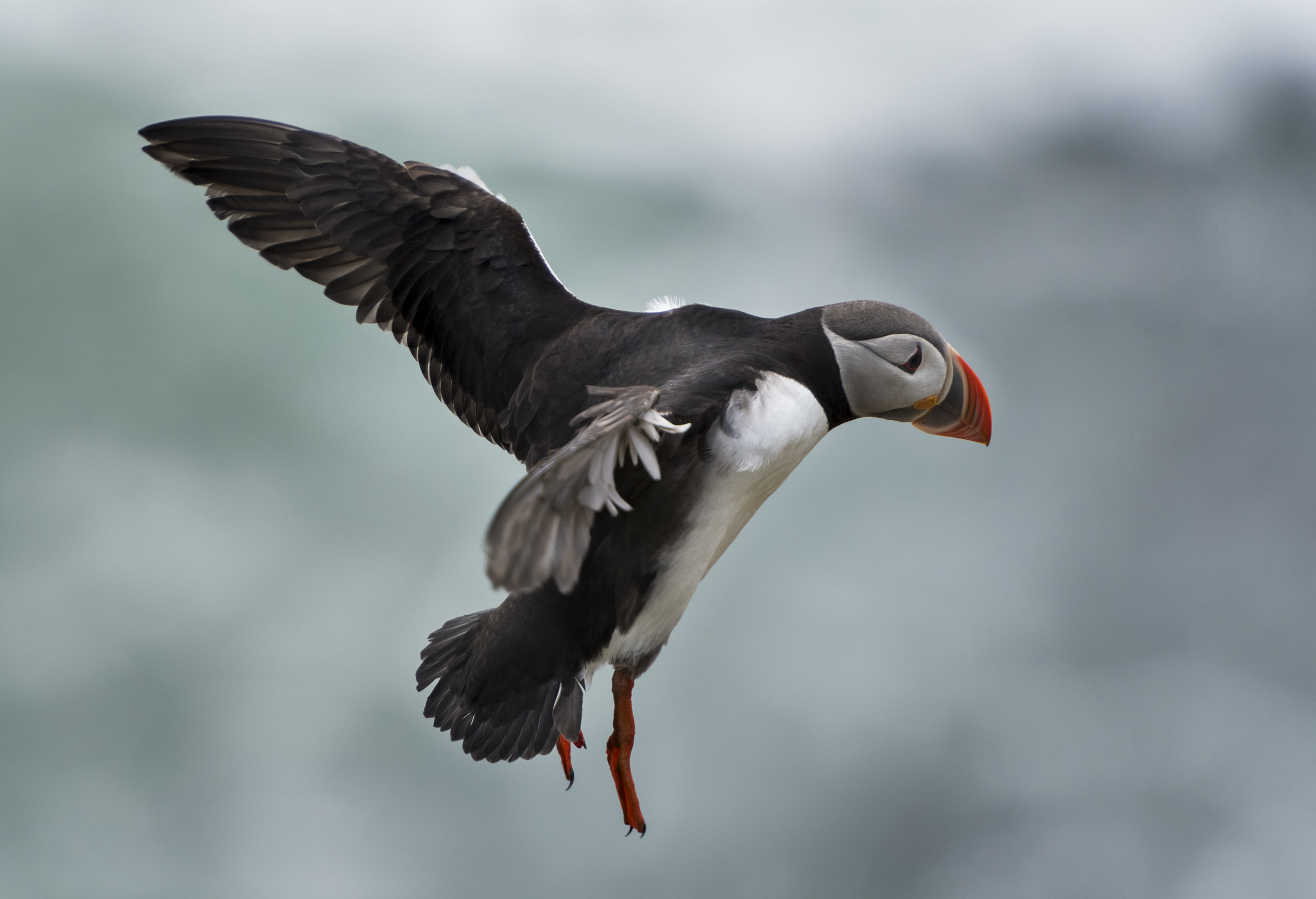 Puffin IV