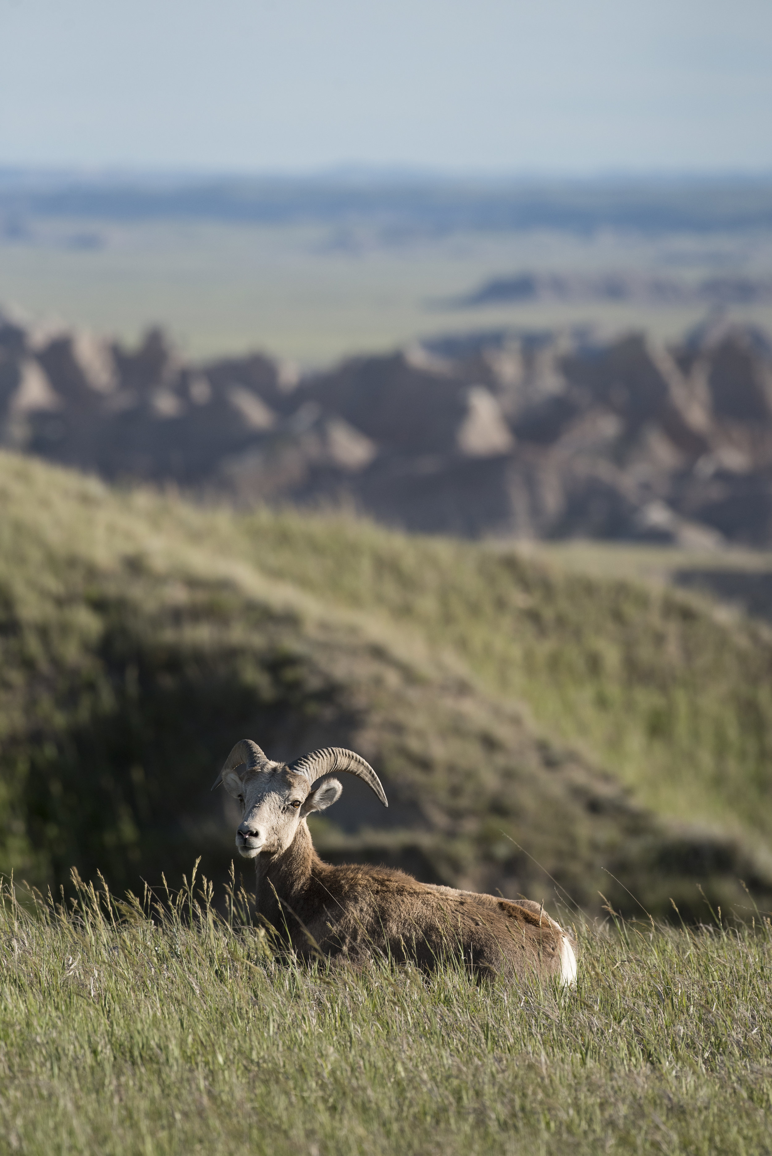 Big Horned Sheep II