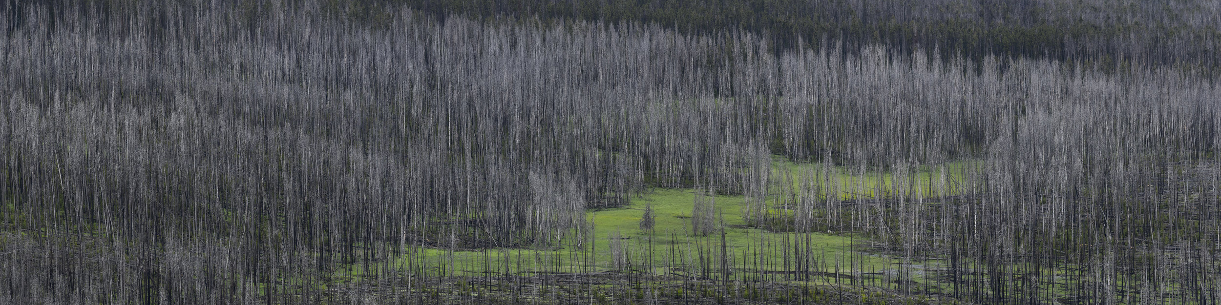 Yellowstone VIII