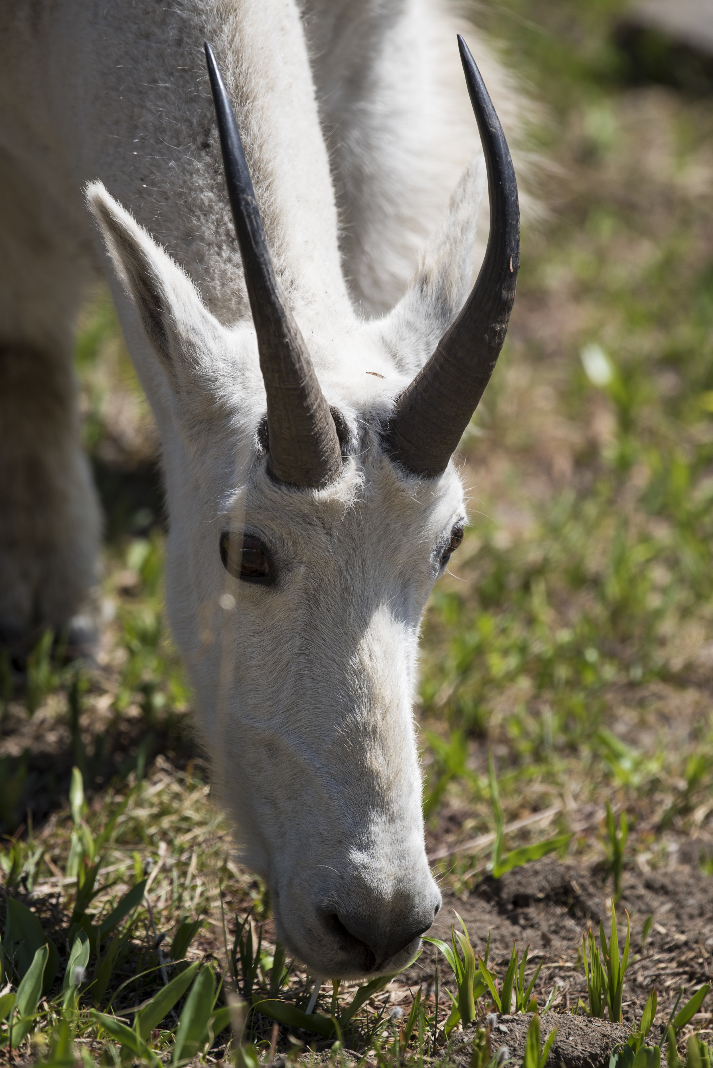 Mountain Goat IV