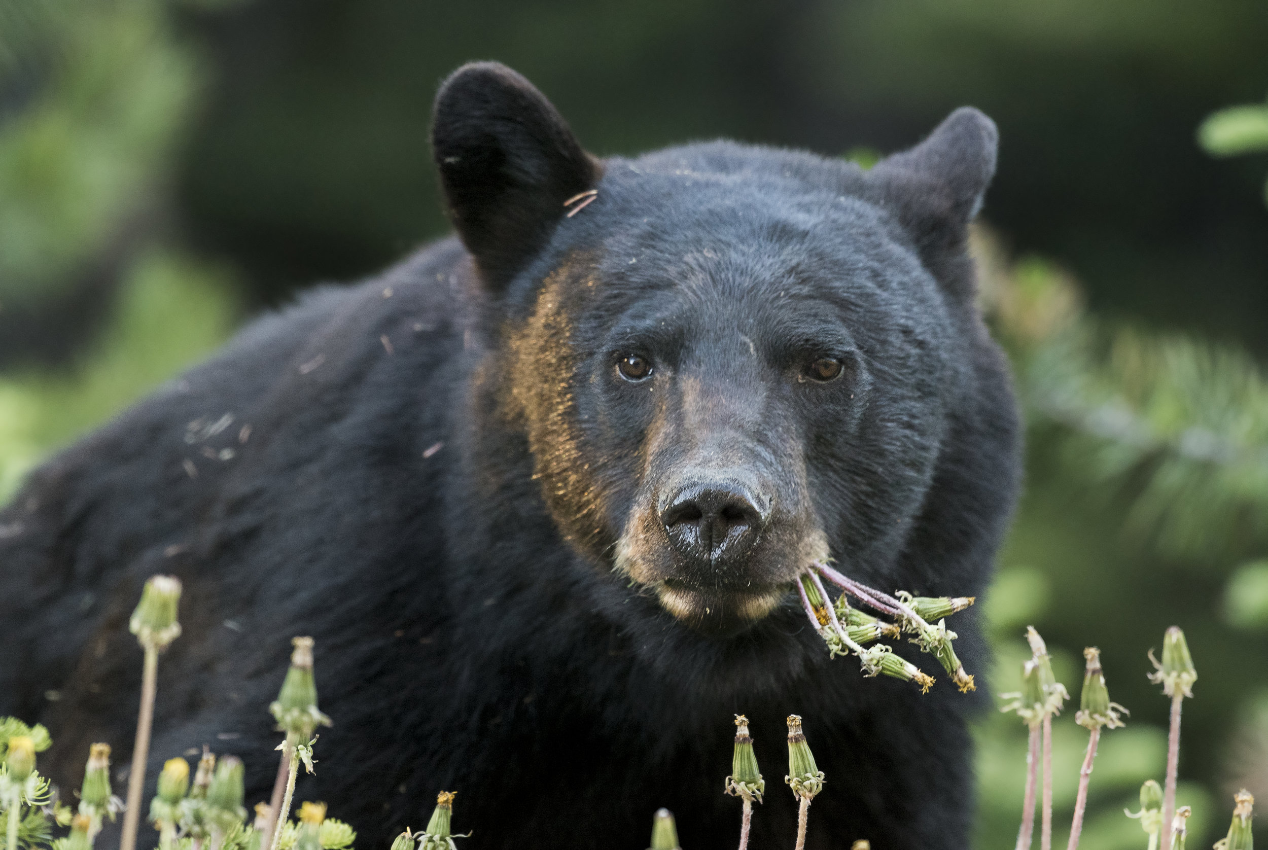 Black Bear II