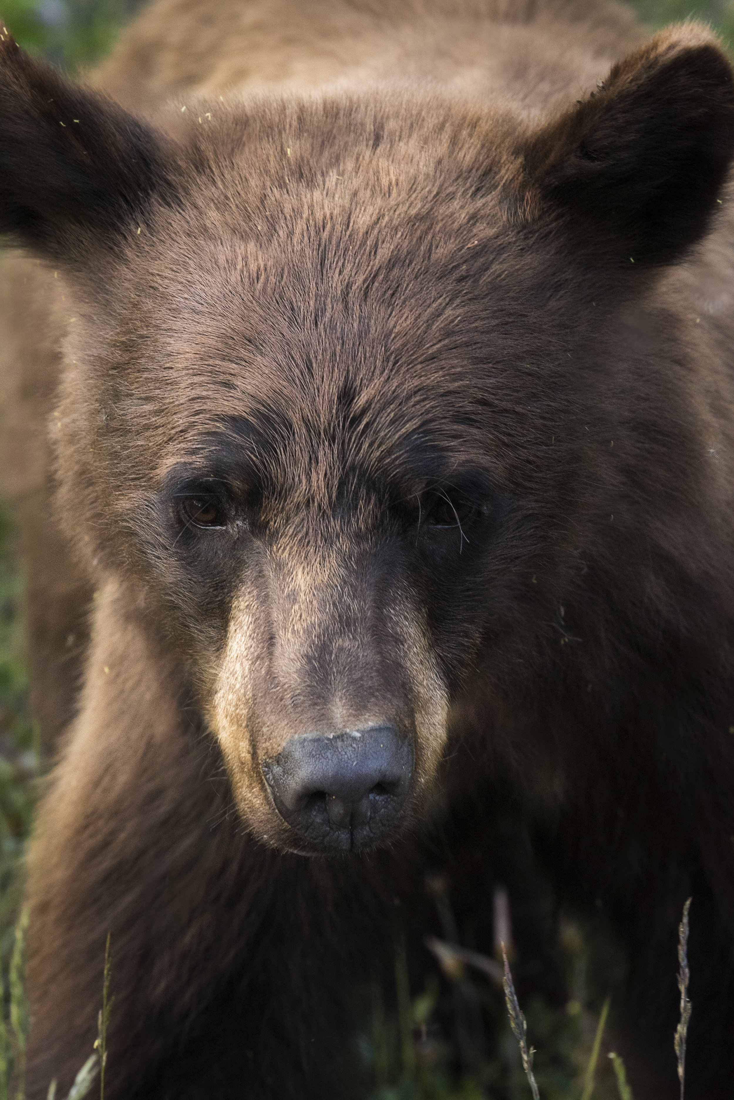 Brown Bear I