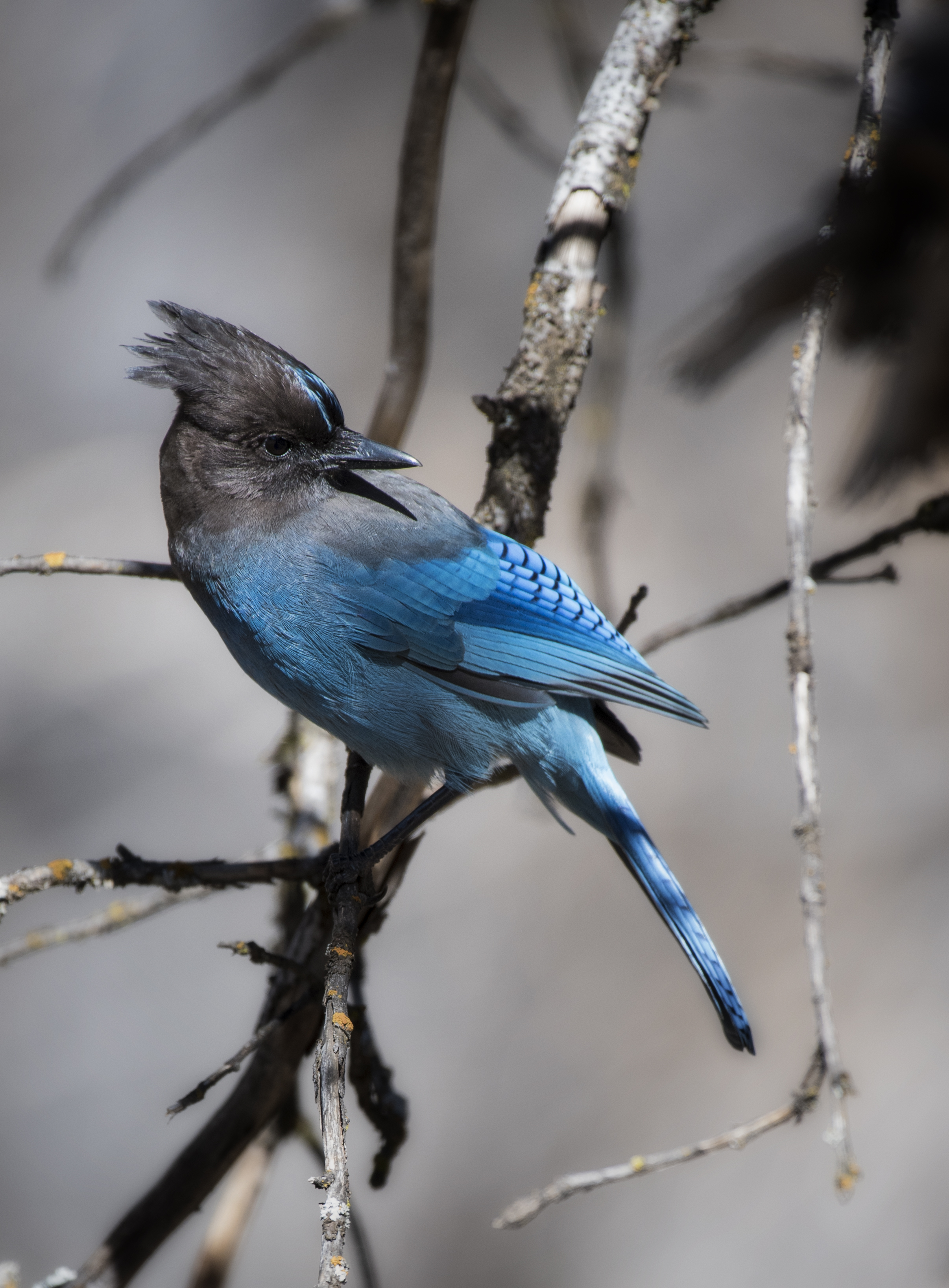 Stellers Jay II