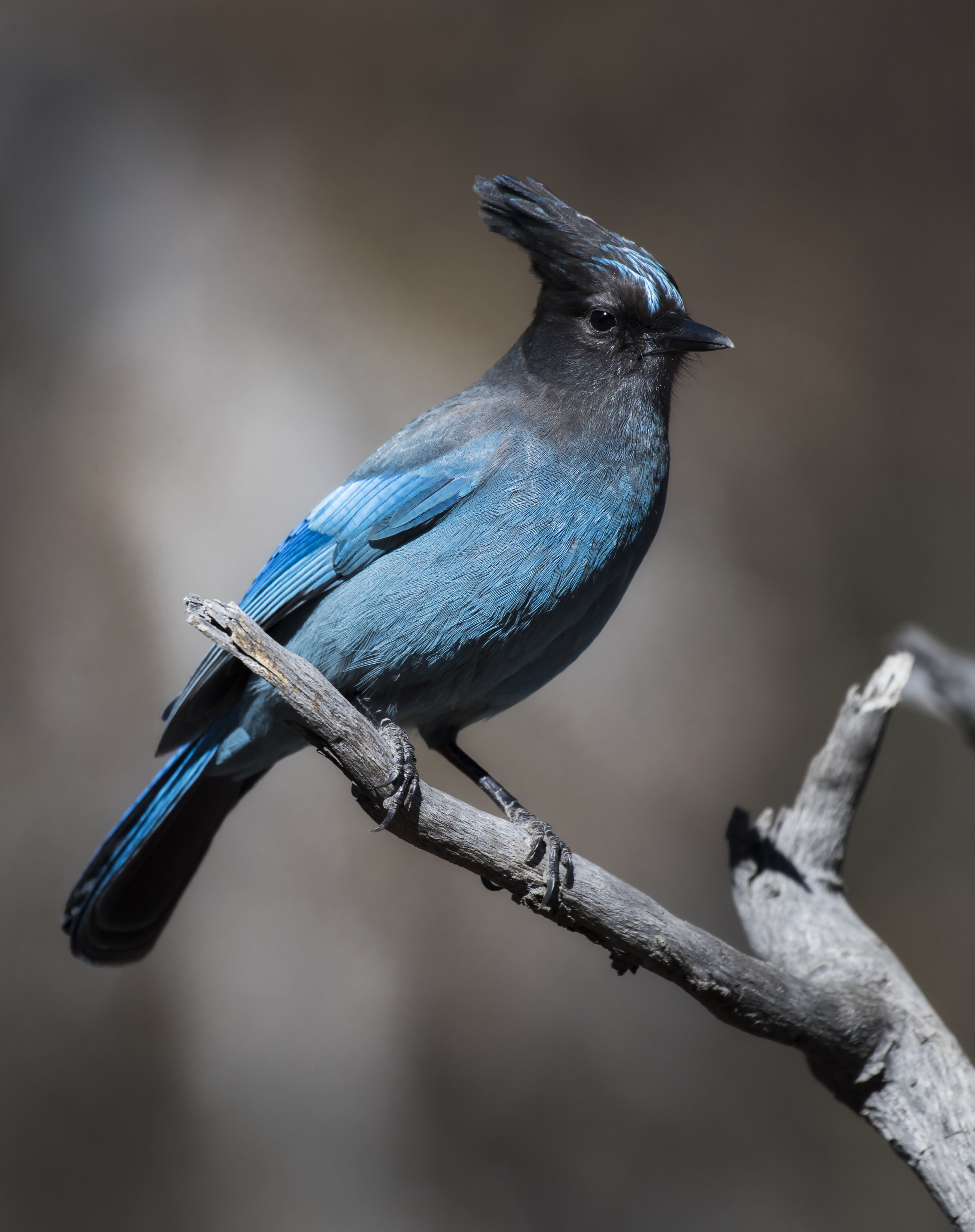 Stellers Jay I