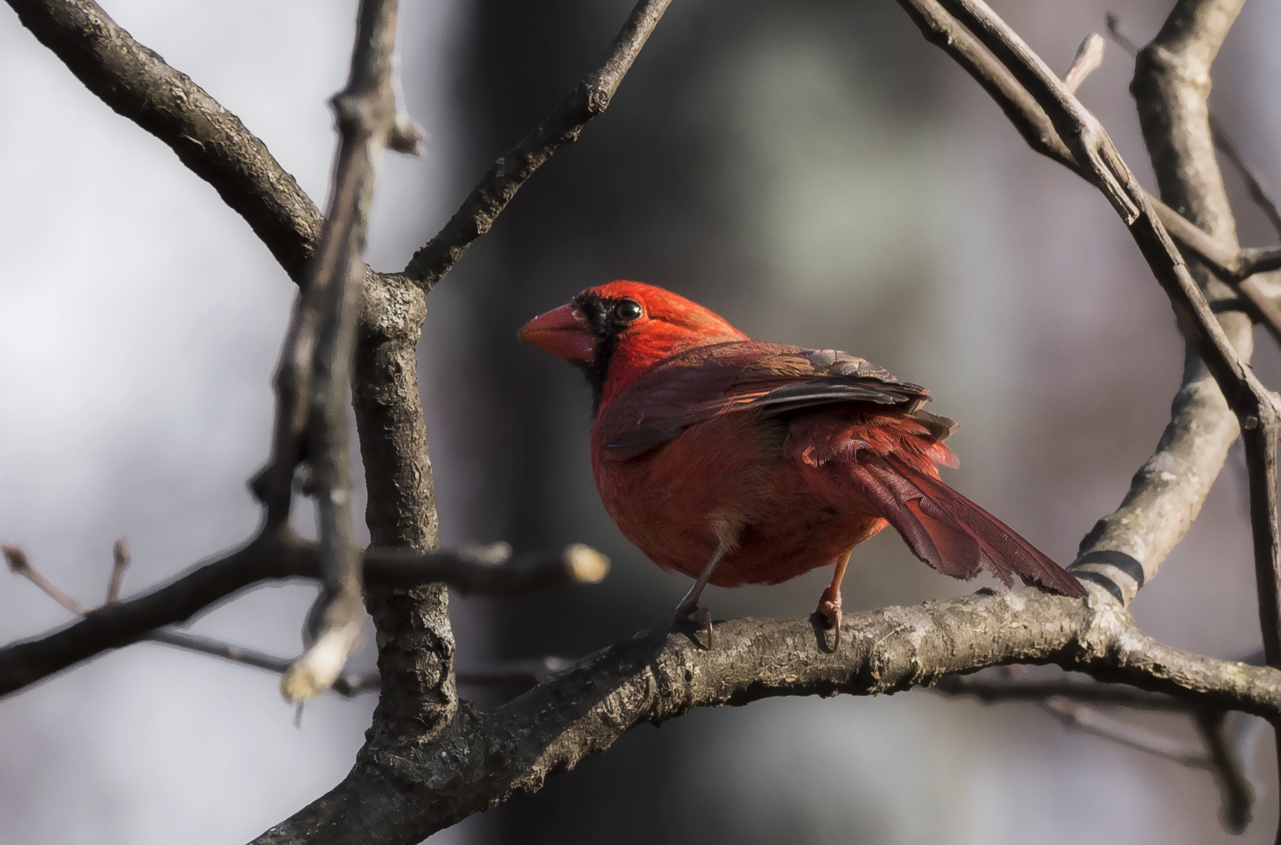 Cardinal I