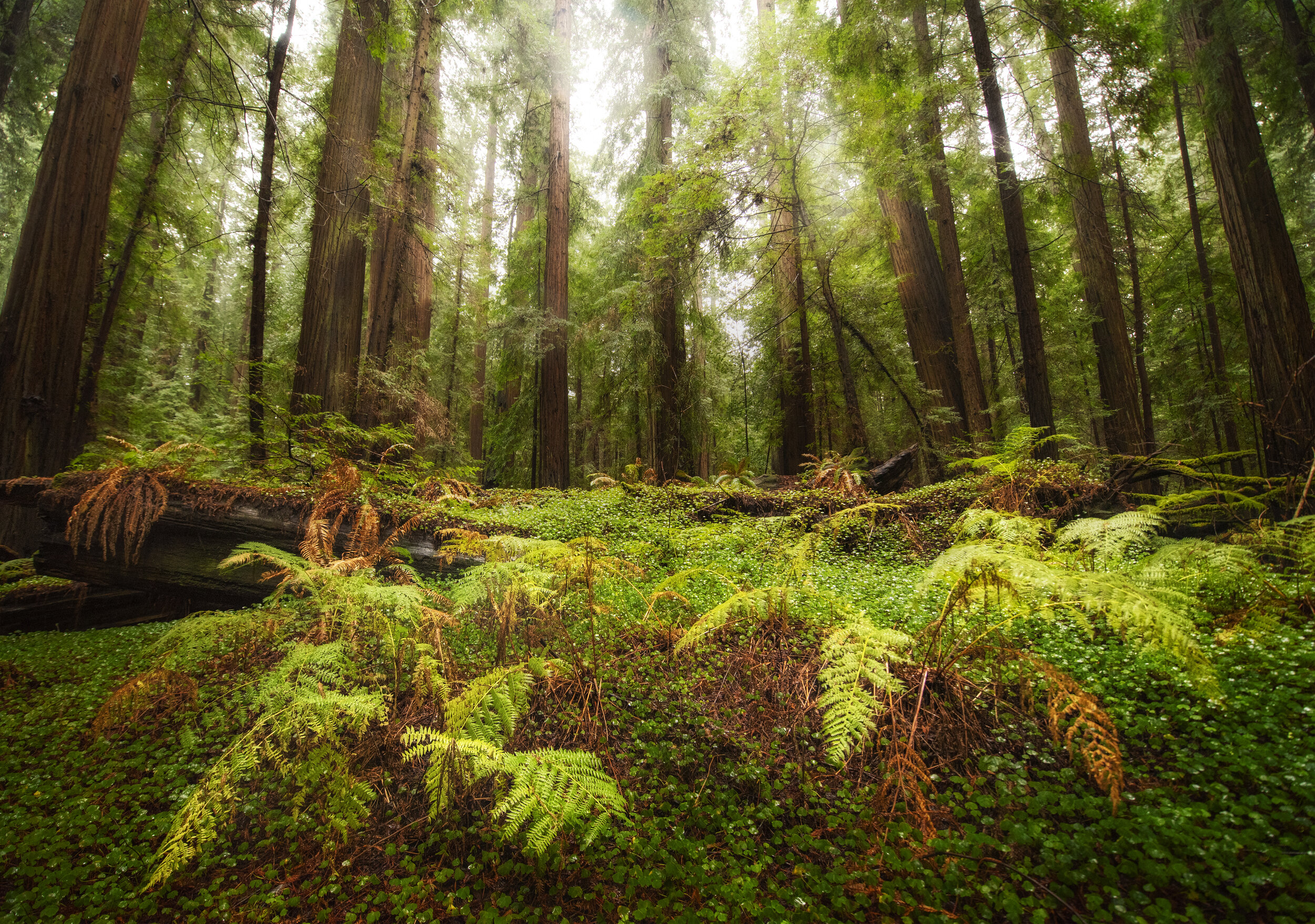 Redwoods IX