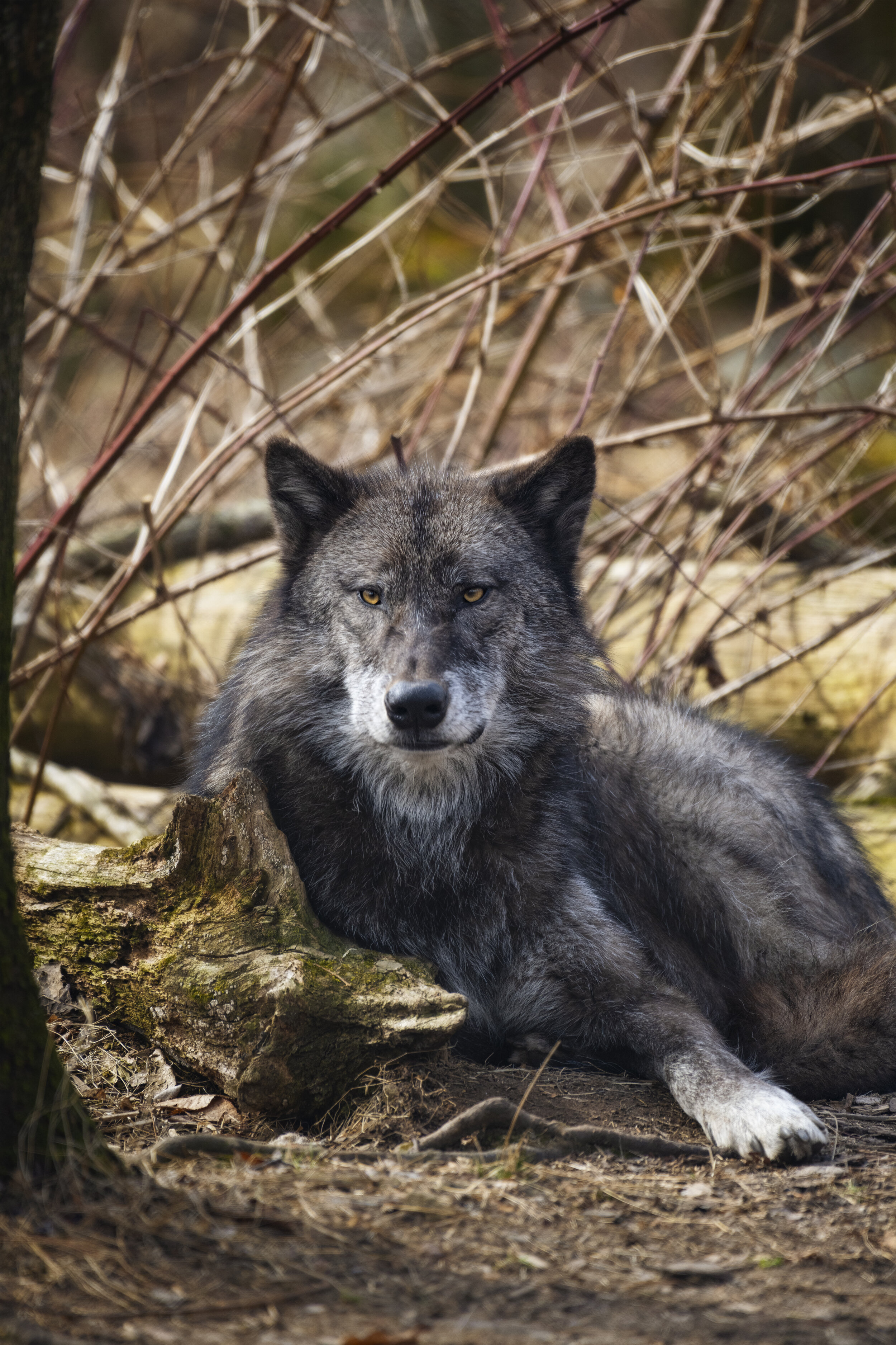 Wolf XXX