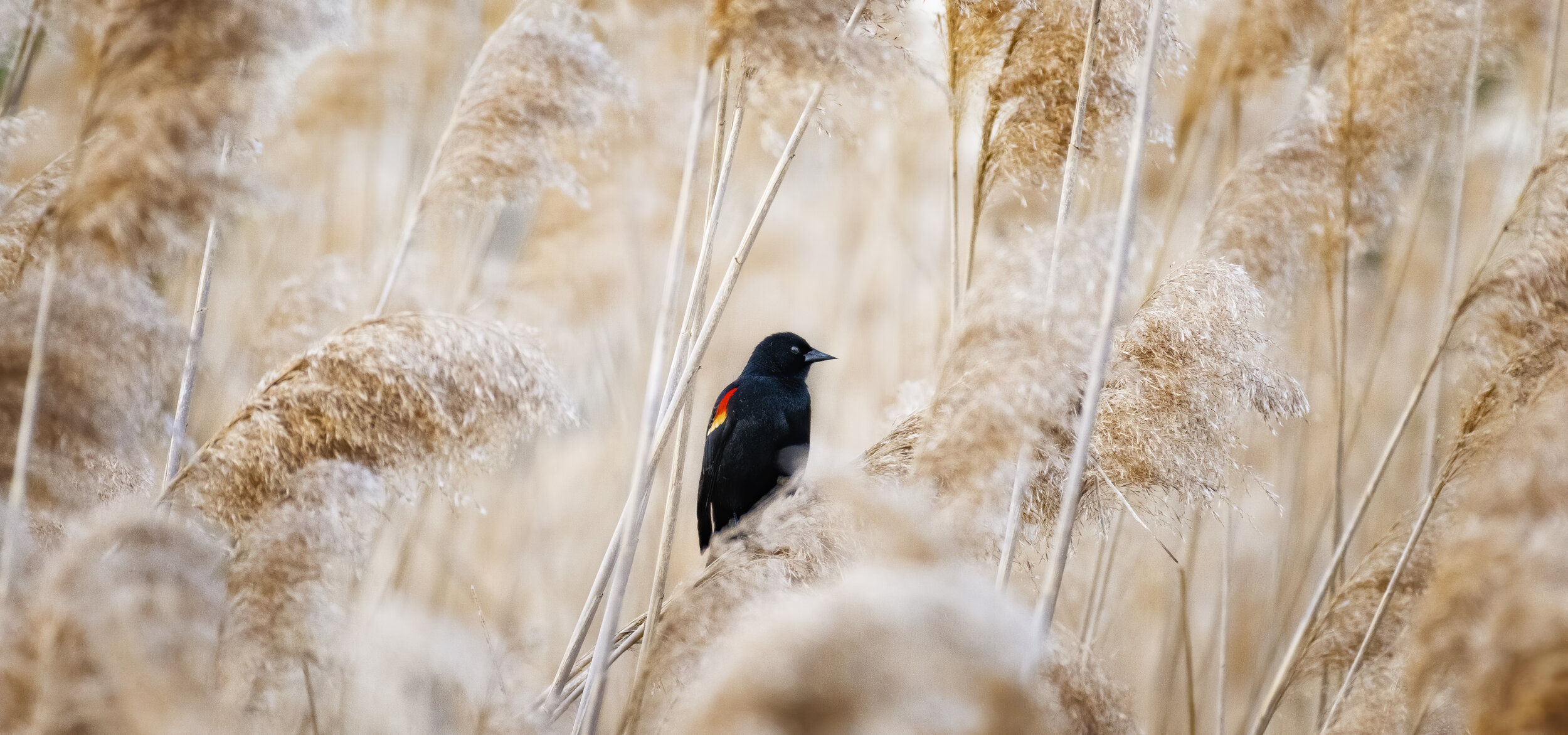 Blackbird I