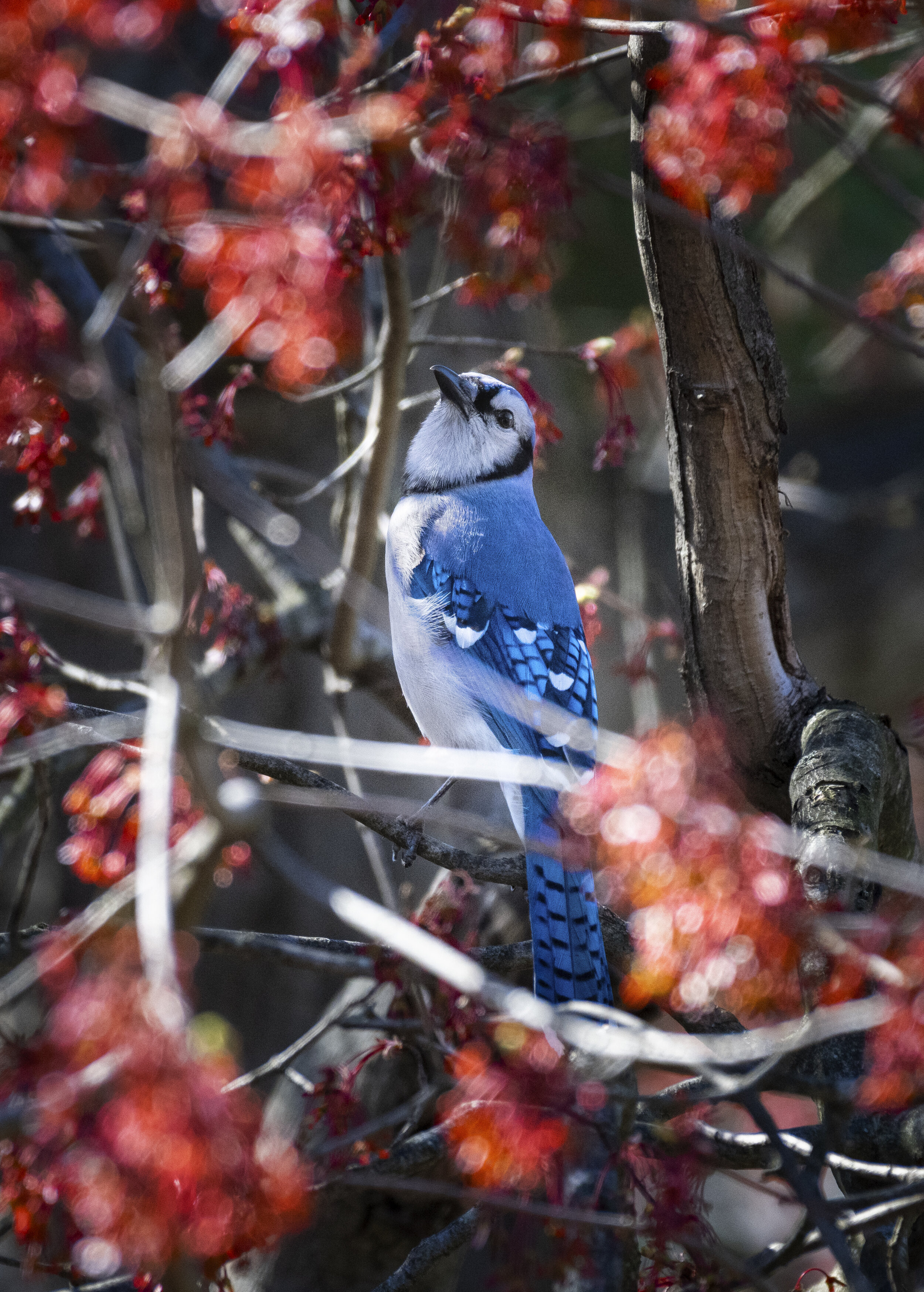 Bluejay II