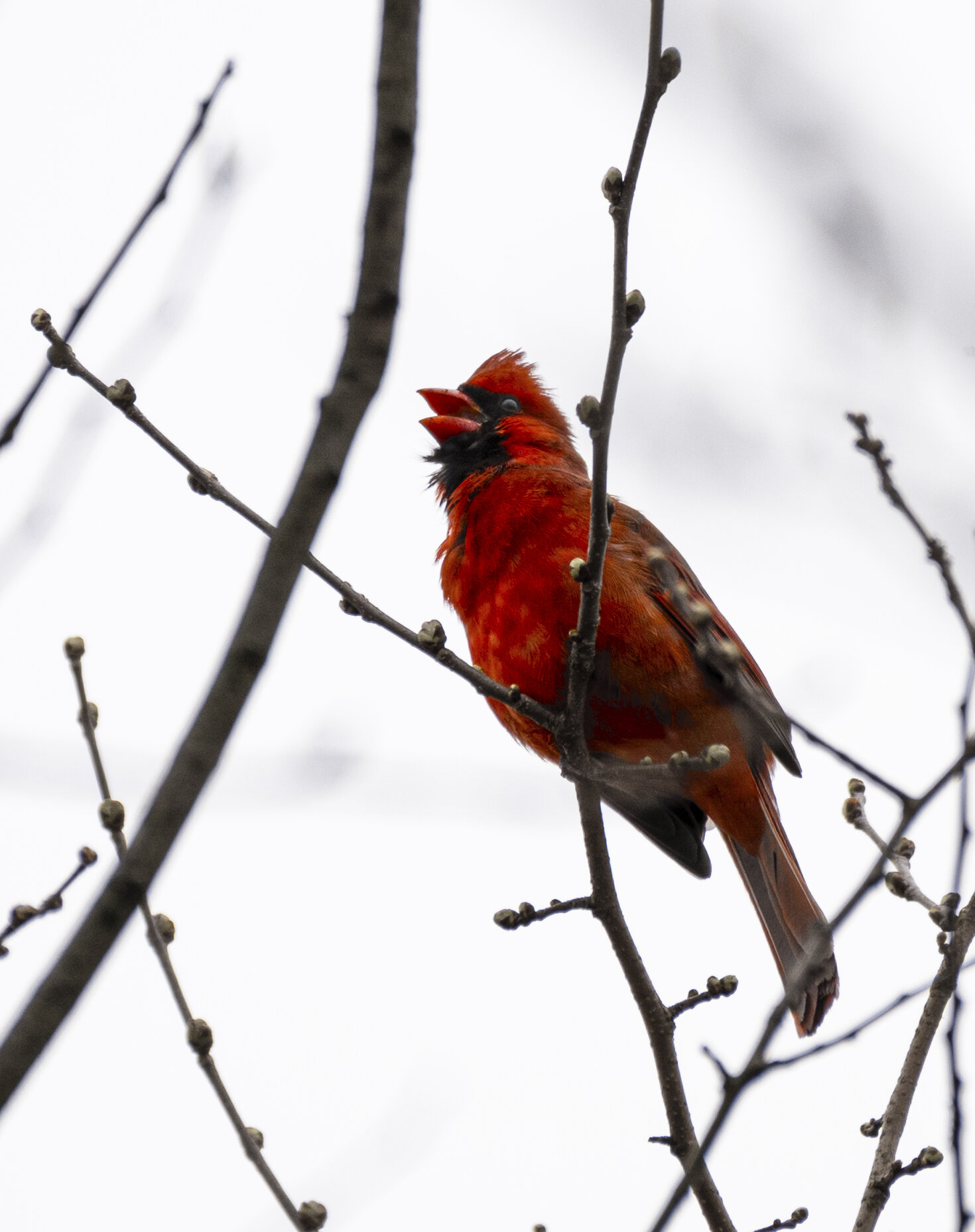 Cardinal III