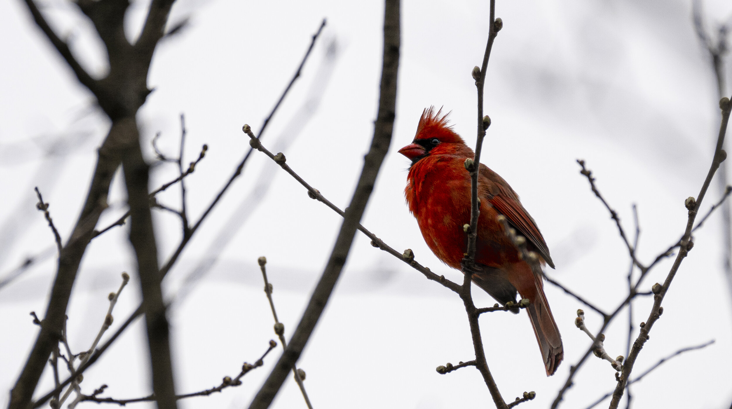 Cardinal II