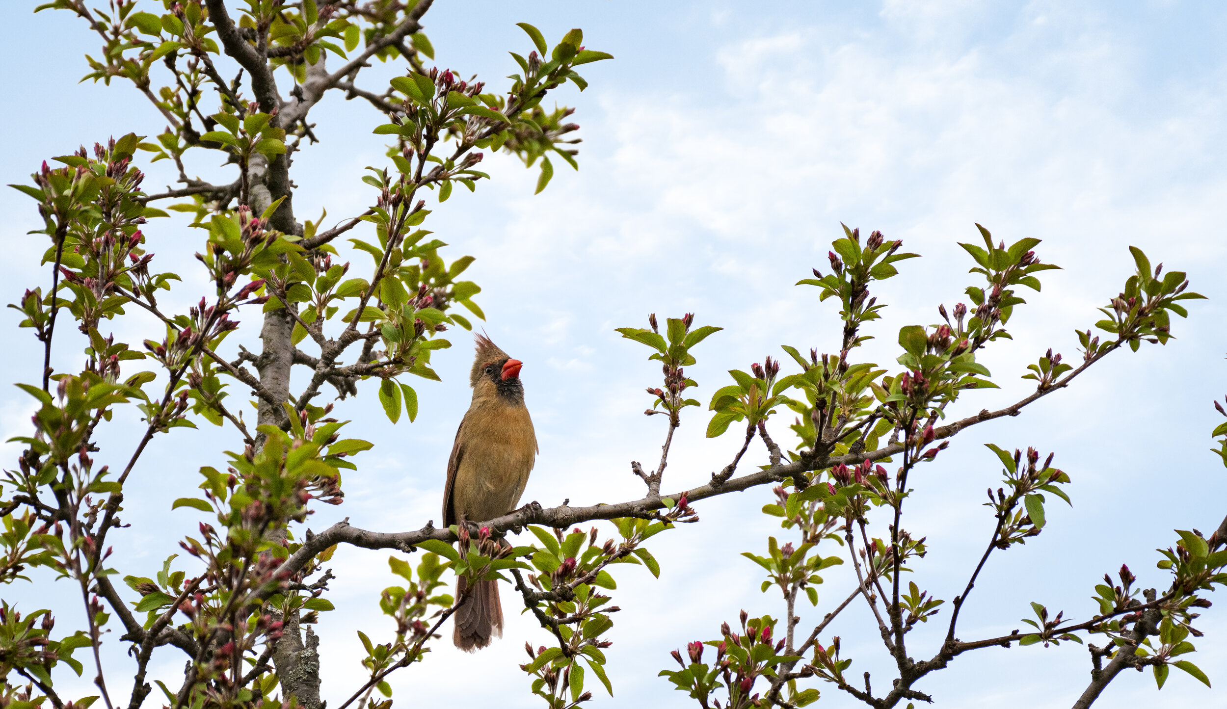 Cardinal V