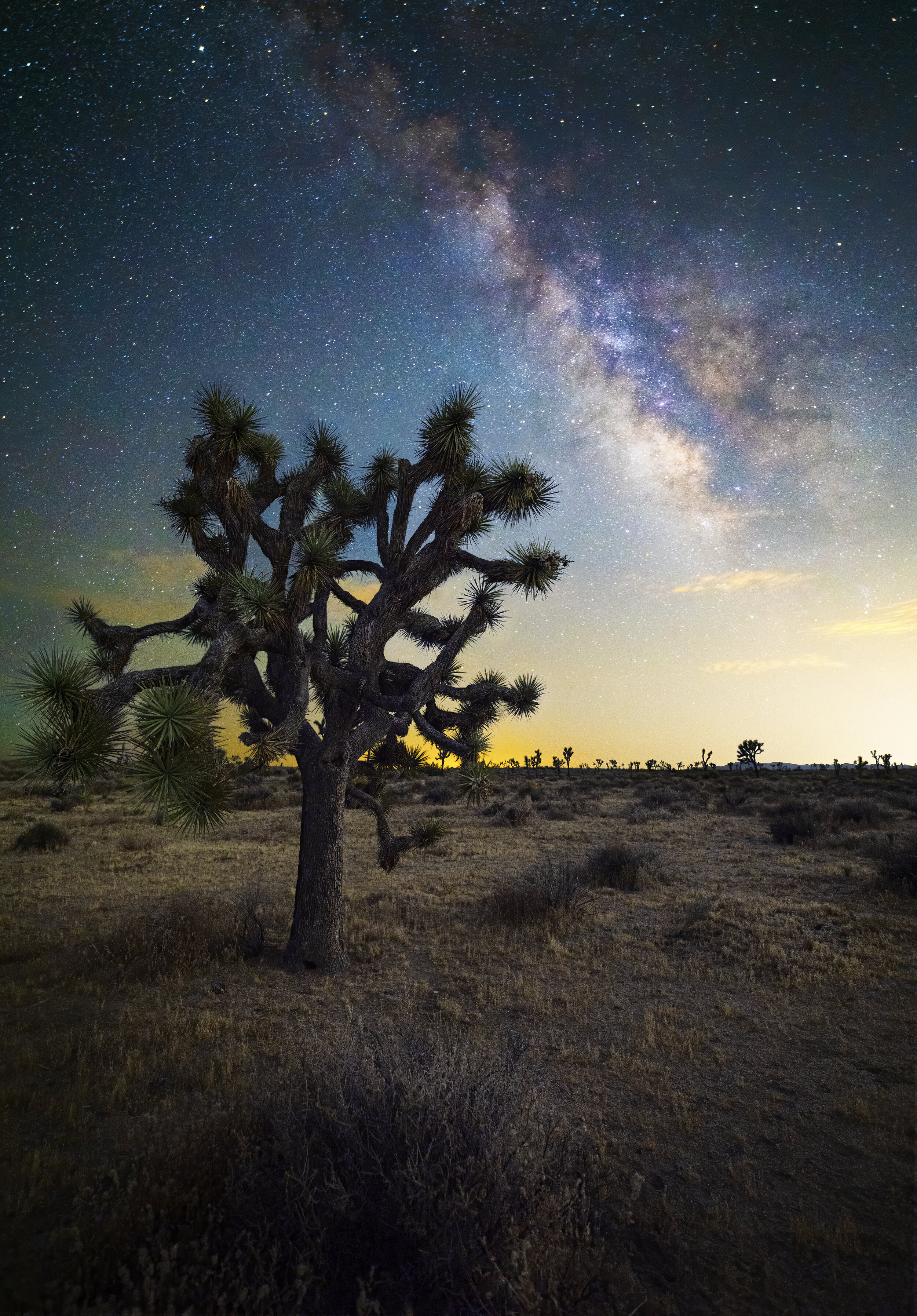 Joshua Tree Galaxy VII