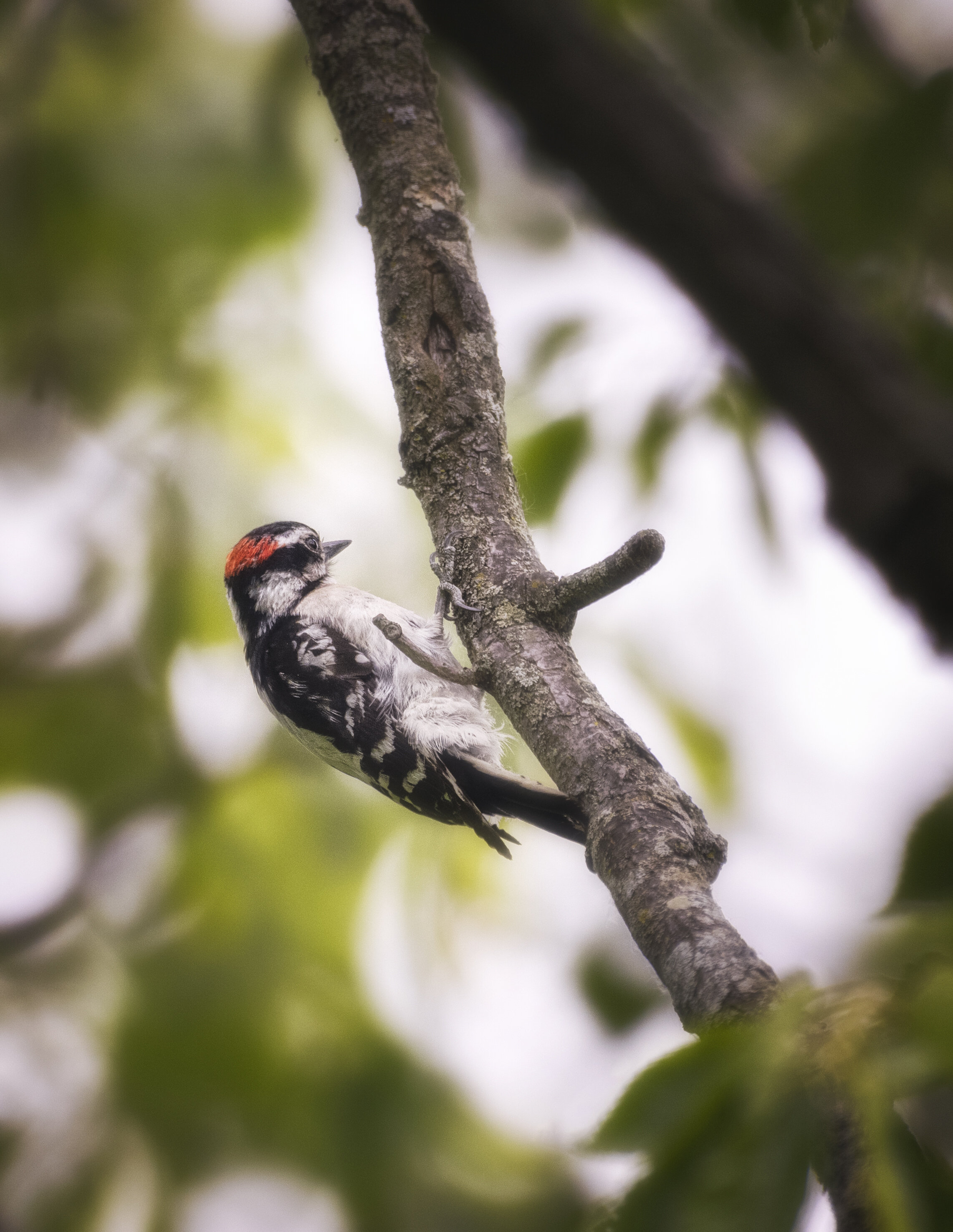 Downy Woodpecker I