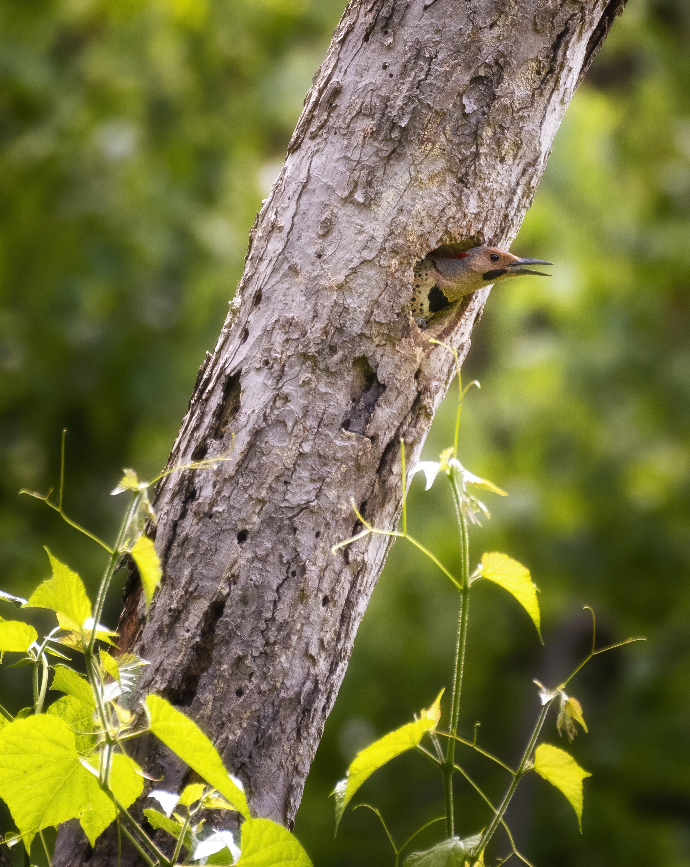 Northern Flicker II