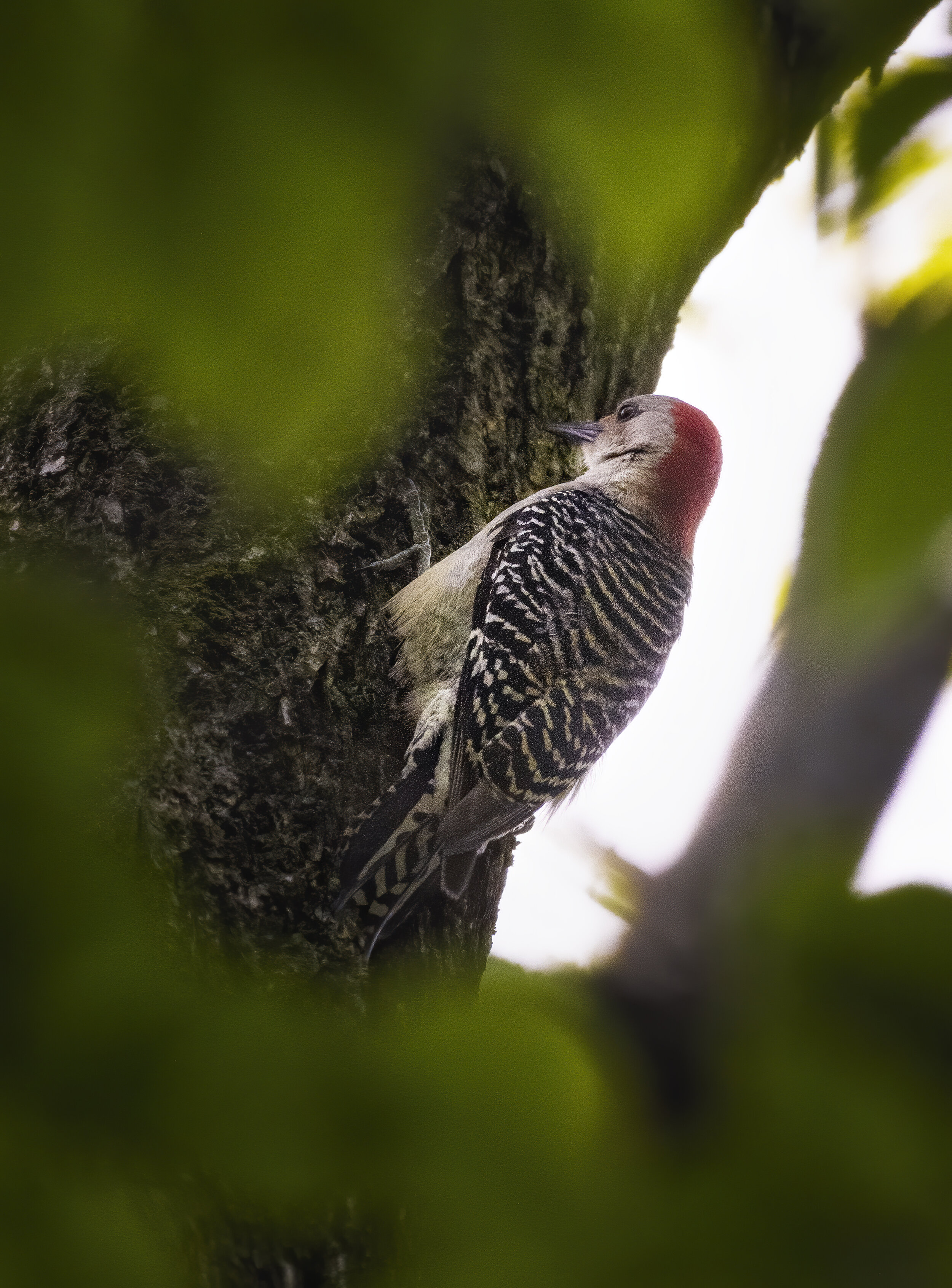 Red Bellied Woodpecker I