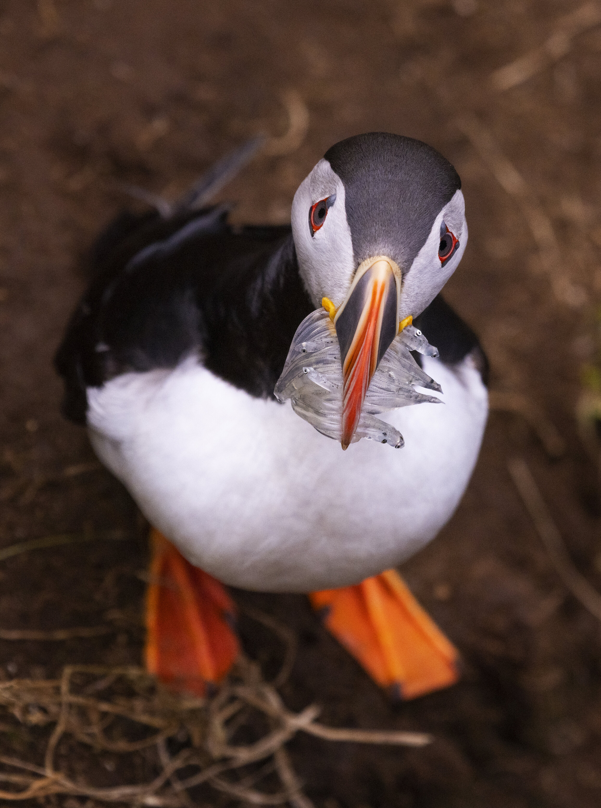 Puffin XIII