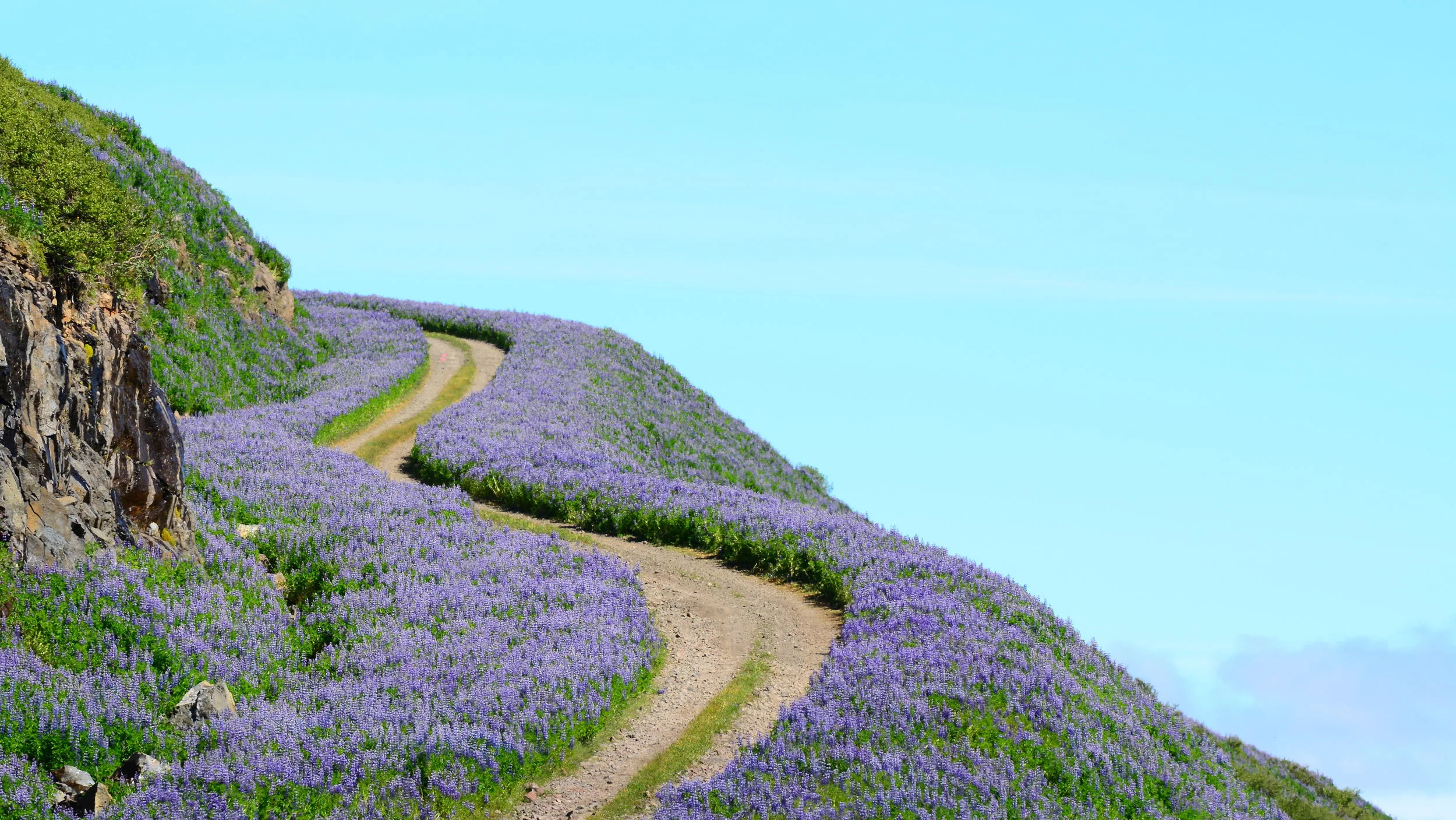 purple pathway.jpeg