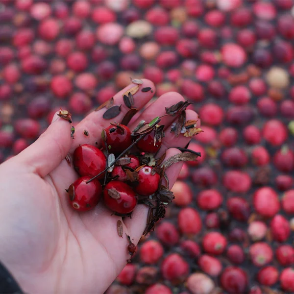 Farm Story:   Minnesota Cranberry Co.