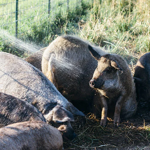 Happy Pigs Come From Minnesota