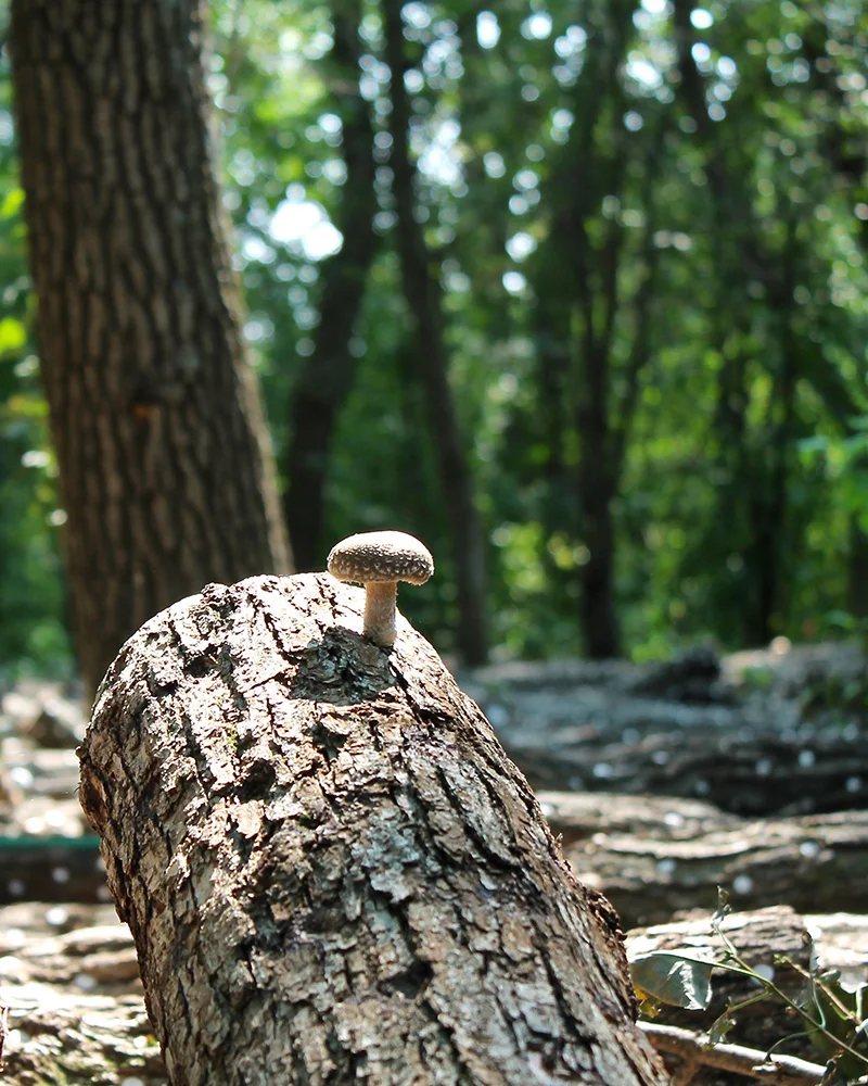 Building Cherry Tree House  Mushrooms