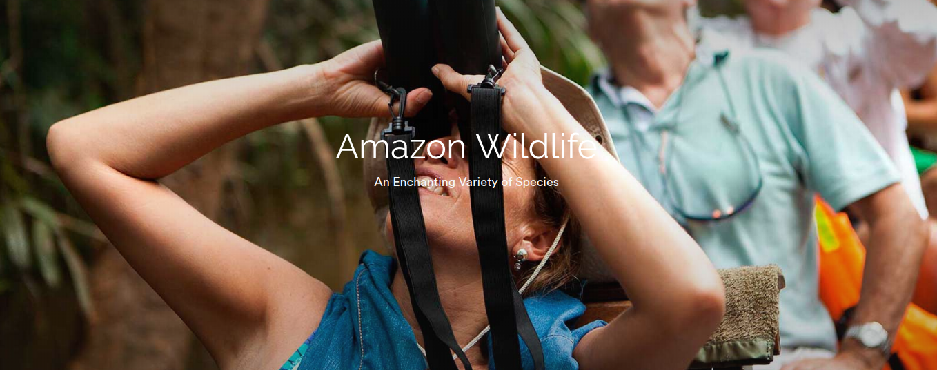 Amazon Wildlife