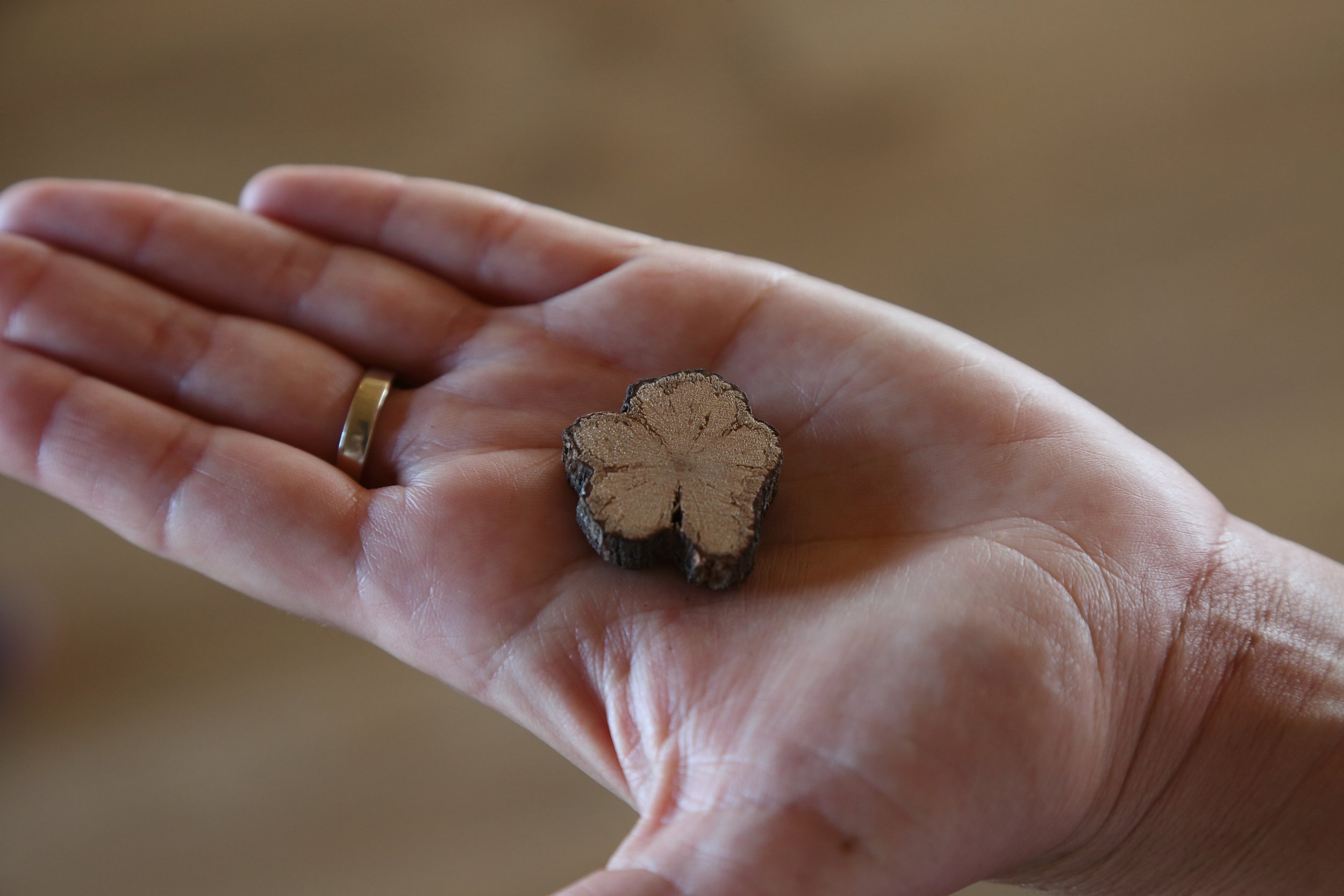 A Sip of the Forbidden Plant: Ayahuasca