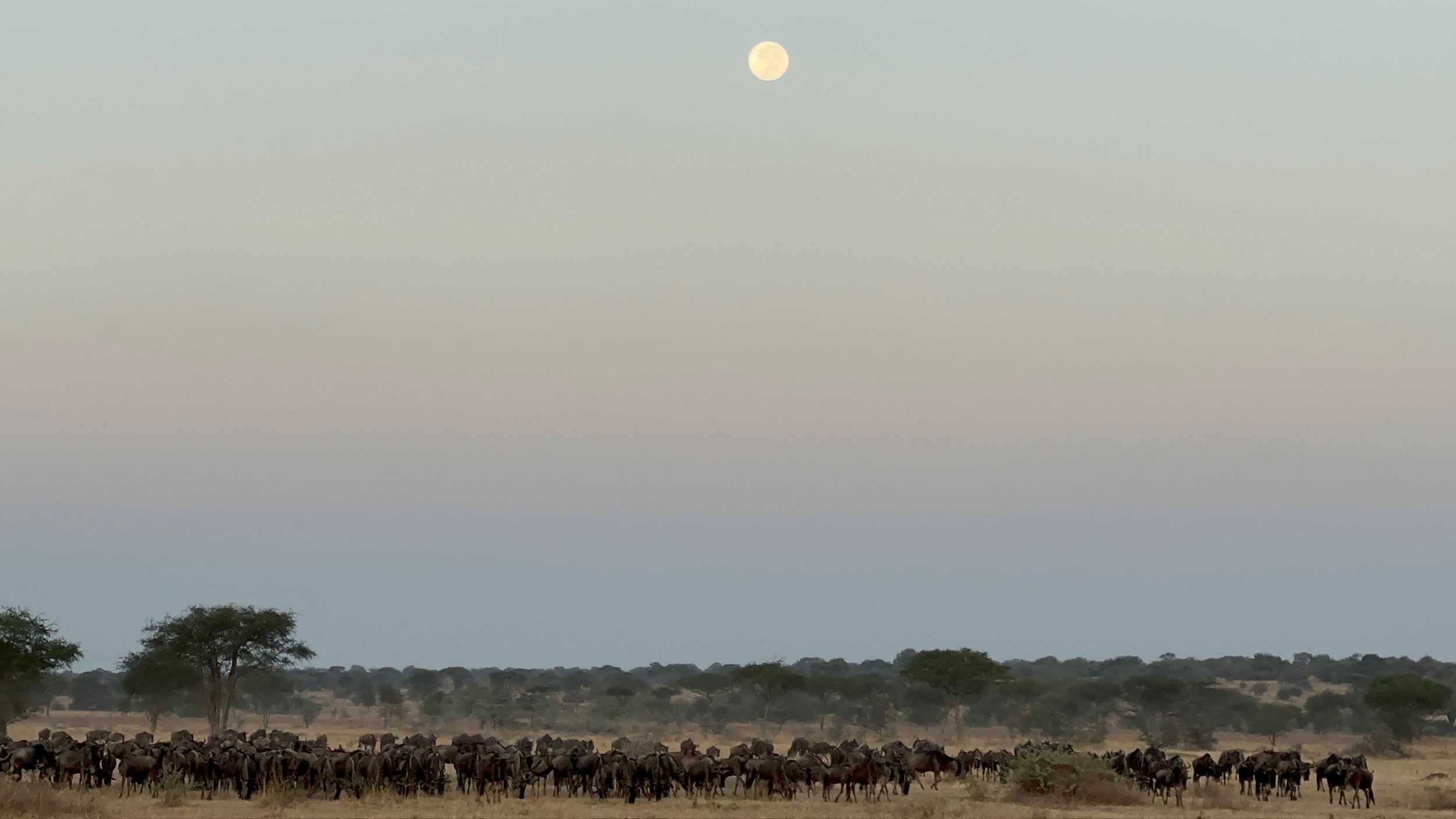 Exploring the Serengeti in Tanzania
