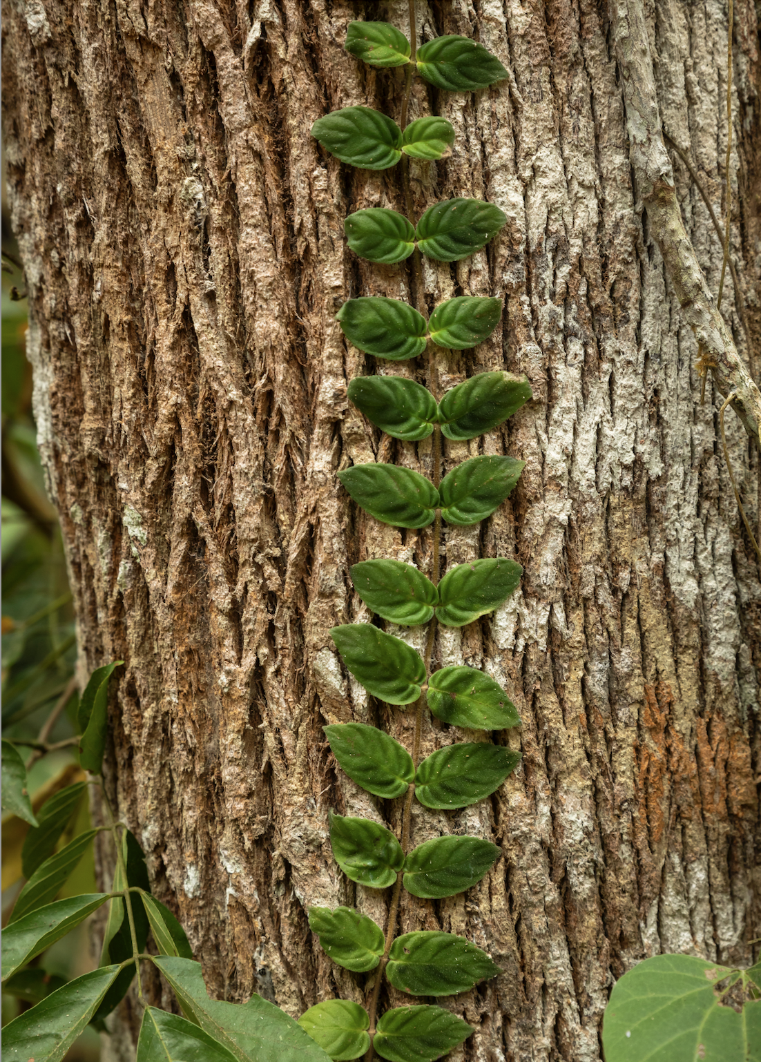 Ask Your Local Tree